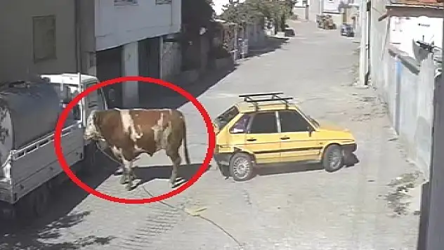 Kaçan boğa, otomobile zarar verdi! O anlar kamerada