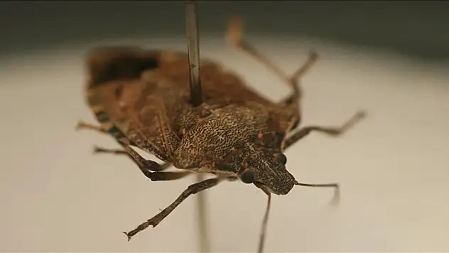 Bakanlık, kahverengi kokarcaya karşı harekete geçti