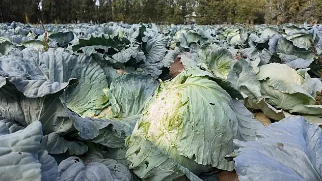 Lahana hasadı başladı! Tanesi bakın kaç lira