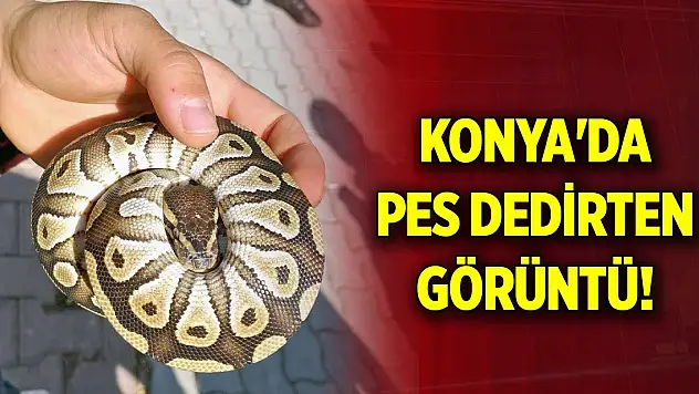 Konya'da pes dedirten görüntü! Cebinden çıktı