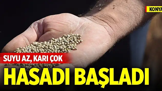 Suyu az, karı çok... Konya'da hasat başladı