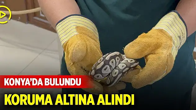Konya'da asayiş kontrolünde bir kişinin cebinden çıkan piton koruma altına alındı
