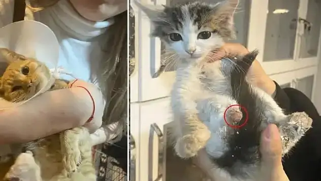 Kan donduran olay: Sokak hayvanlarının uzuvlarını kestiler