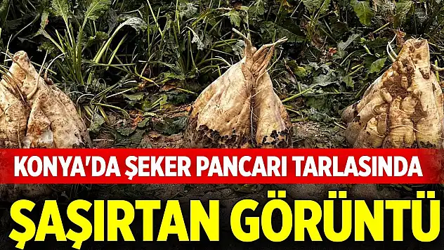 Konya'da şeker pancarı tarlasında şaşırtan görüntü