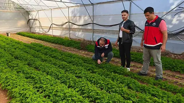 Aile bütçesine önemli katkı... Konya'da örtü altı üretim yaygınlaşıyor