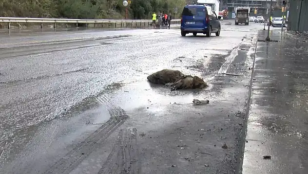 Sağanak sonrası göle dönen caddede domuz boğuldu