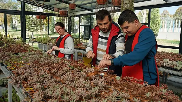 Otizmli öğrencilerden sevgiyle yetişen sukulentler