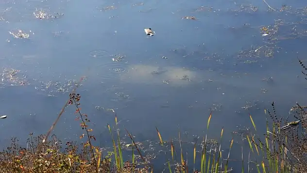 Ehliyetsiz sürücü kaza yaptı! Araç gölete düştü