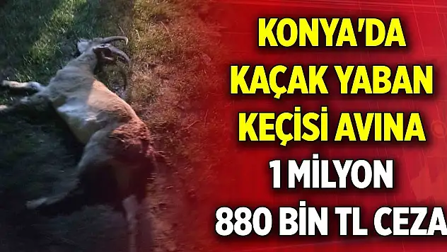 Konya'da kaçak yaban keçisi avına 1 milyon 880 bin TL ceza