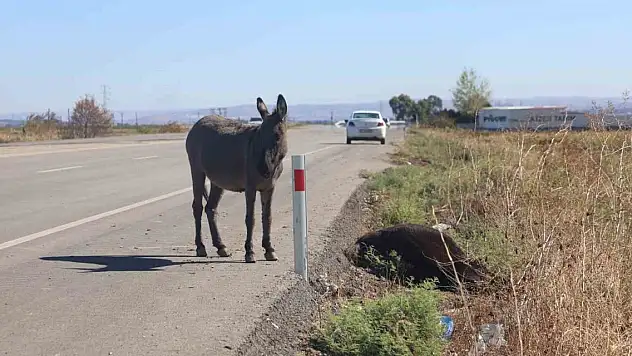 Ölü annesinin başında saatlerce bekledi