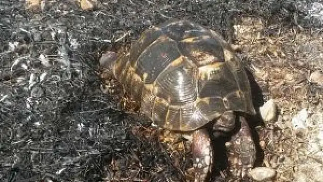 Yakılan anızlar, kaplumbağaları da canından ediyor