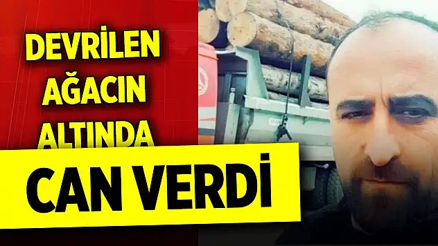 Üzerine ağaç devrilen kesim işçisi öldü