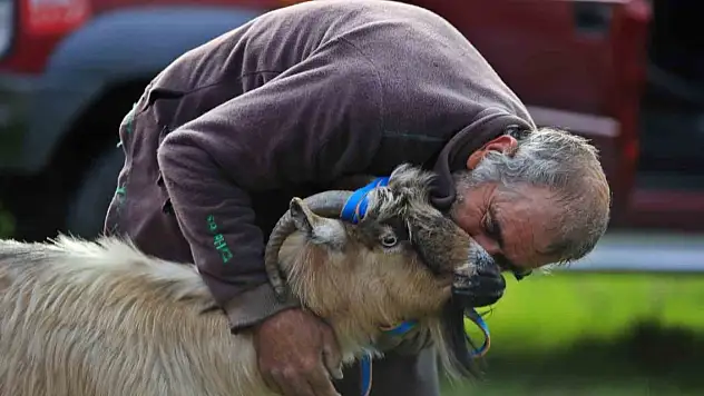 Uçurumdan kurtarılan son keçisine sarılıp doyasıya öptü