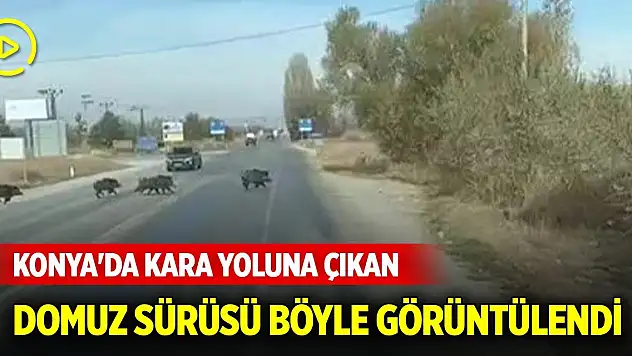 Konya'da kara yoluna çıkan yaban domuzu sürüsü böyle görüntülendi