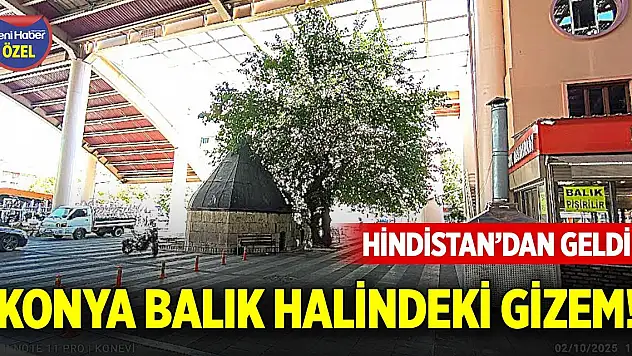 Konya balık halindeki gizem! Hindistan'dan geldi