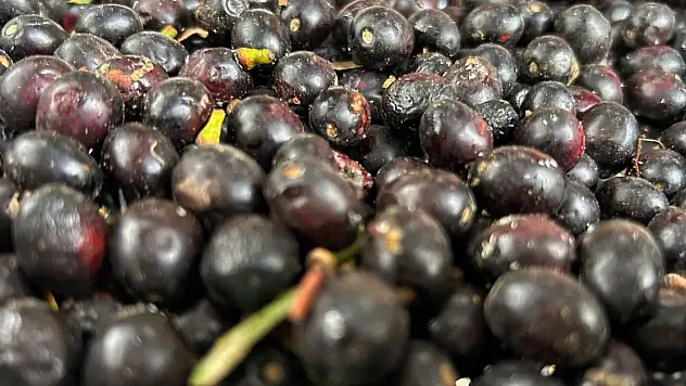 Litresi bin liradan alıcı buluyor