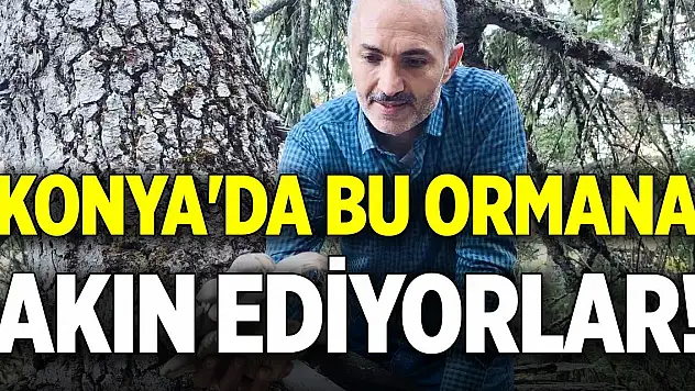 Konya'da bu ormana akın ediyorlar!