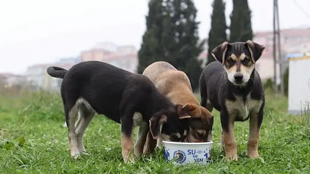 Sokak köpeklerini kontrolsüz beslemek yasaklandı