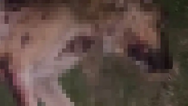 Yer Samsun.... 9 köpek tabanca ile vurularak öldürüldü, Valilik açıklama yaptı