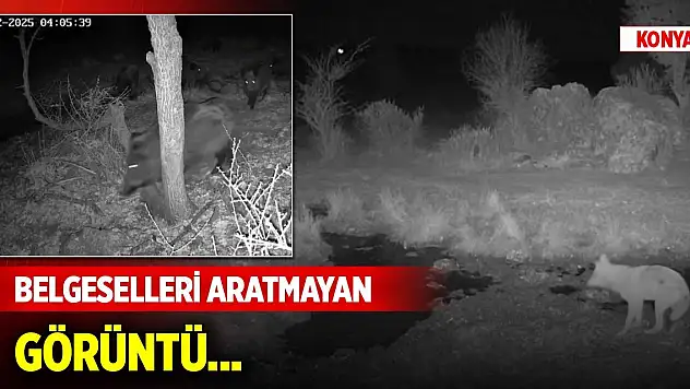 Konya'da belgeselleri aratmayan görüntü...