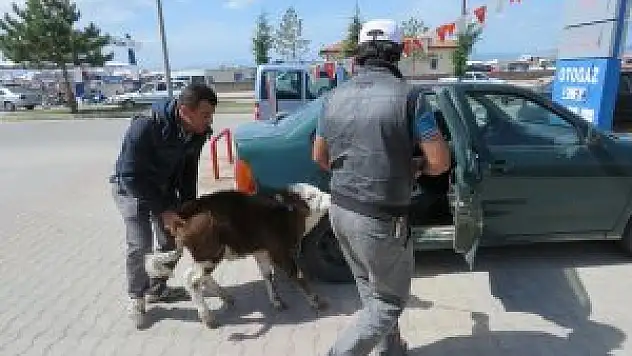 Hayvan pazarından aldığı buzağıyı otomobille taşıdı