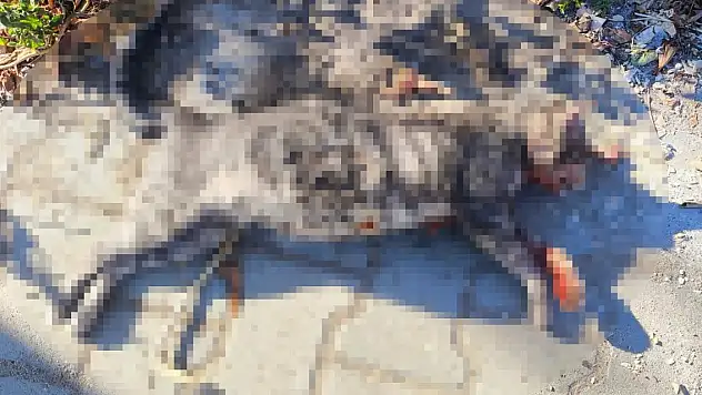 Kedileri av tüfeği ile öldürdüğü iddia edilen komşu için hapis istemi