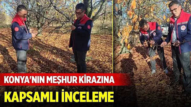Konya'nın meşhur kirazına kapsamlı inceleme