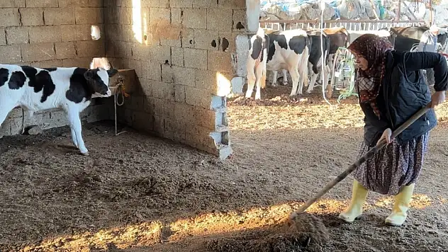 3 çocuk annesinin azmi: Hayvancılıkla uğraşırken çocukların ilk öğretmeni oldu