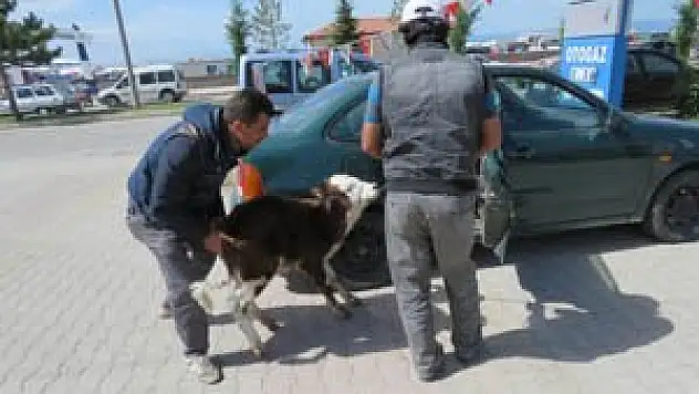 Buzağının otomobille imtihanı