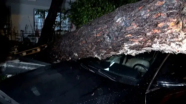 10 metrelik ağaç devrildi! İki araç ve bina zarar gördü