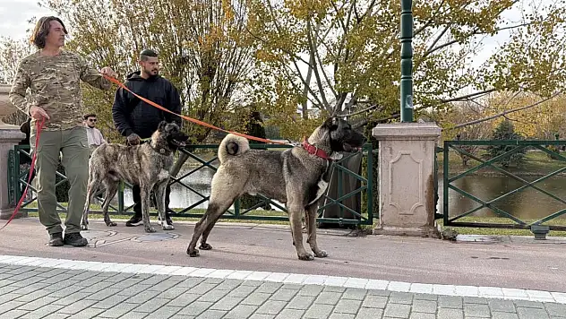 Türk çoban köpeklerini dünyaya tanıtıyor