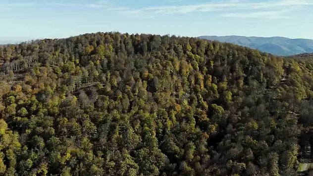 Sonbahar renklerine bürünen ormanlar görüntülendi