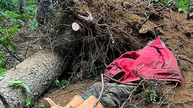 Kestiği ağacın altında kalarak öldü