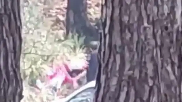 Ormanda darbedilen kadın çığlık çığlığa yardım istedi