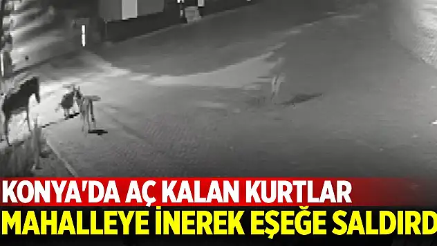 Konya'da aç kalan kurtlar mahalleye inerek eşeğe saldırdı