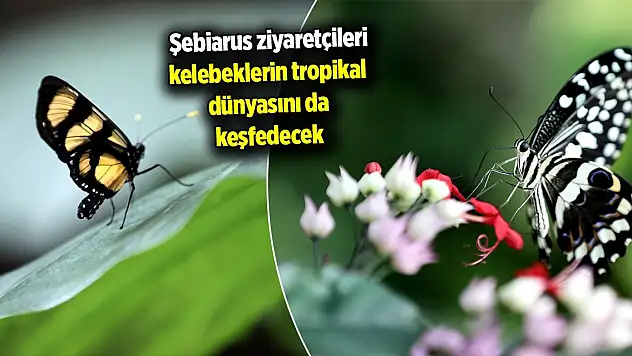 Konya'ya gelen Şebiarus ziyaretçileri kelebeklerin tropikal dünyasını da keşfedecek