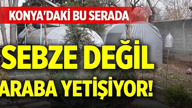 Konya'daki bu serada sebze değil araba yetişiyor!