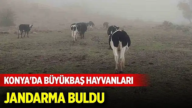 Konya'da kaybolan büyükbaş hayvanları jandarma buldu