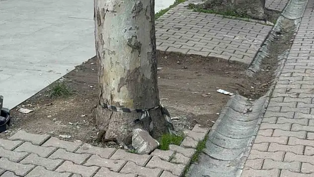 Çöpe atmak için yerden aldığı kargo poşetinin içinden 60 bin dolar çıktı