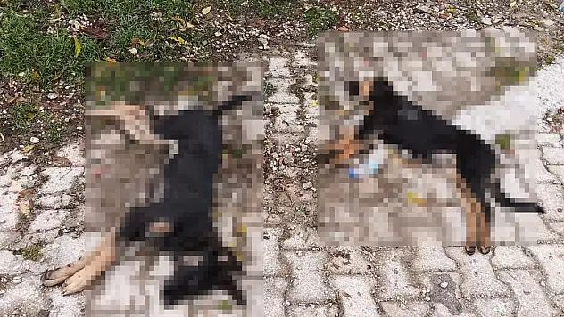 'Sahipsiz köpekler zehirlenerek öldürüldü' iddiası