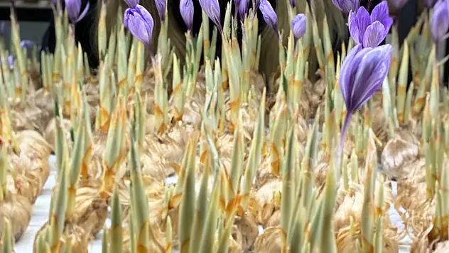 Gramı 700 liradan satılıyor