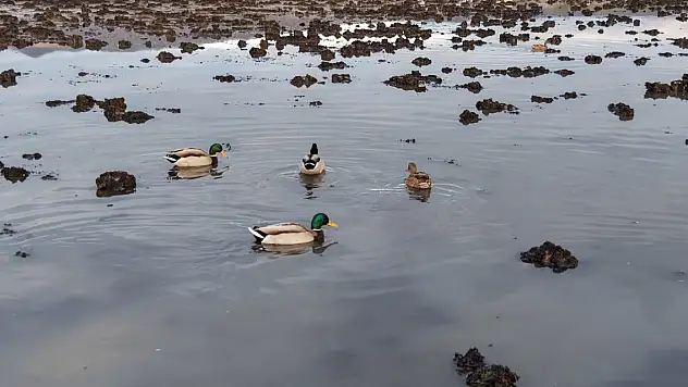 Göl, yağışlarla yeniden 'hayat' buldu