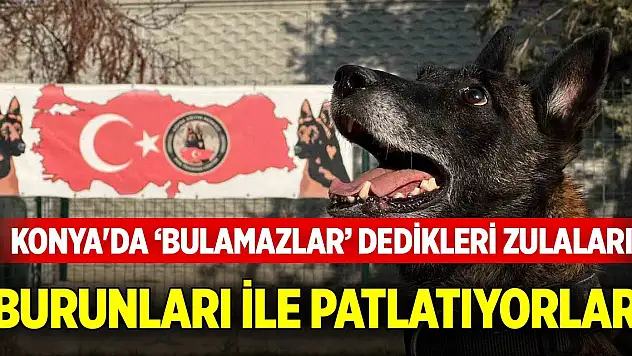 Konya'da 'Bulamazlar' dedikleri zulaları burunları ile patlatıyorlar