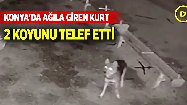 Konya'da ağıla giren kurt, 2 koyunu telef etti