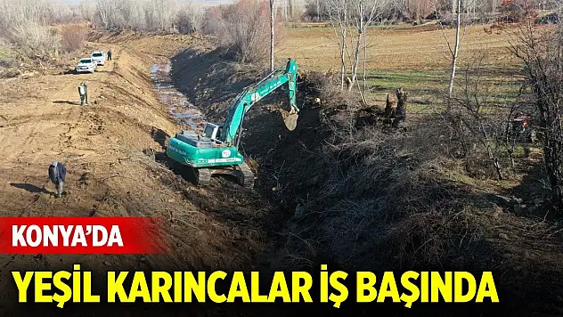 Konya'da yeşil karıncalar iş başında