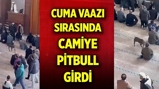 Cuma vaazı sırasında camiye pitbull girdi