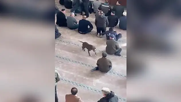 Camide başıboş gezen pitbullun sahibine adli ve idari işlem uygulandı