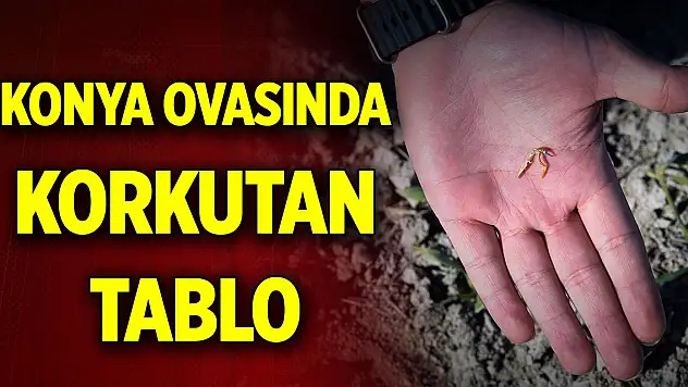 Tahıl ambarı Konya Ovasında korkutan tablo