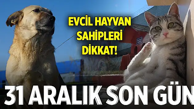 Evcil hayvan sahipleri dikkat! 31 Aralık son gün