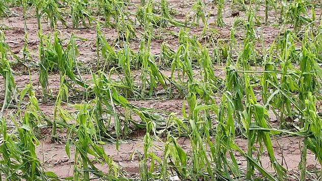 TARSİM tarafından teminat altına alınacak ürün ve riskler belirlendi